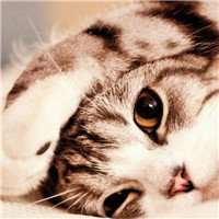  霸气猫咪头像图片微信头像图片大全