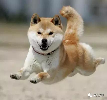  怎么训练柴犬乱吠