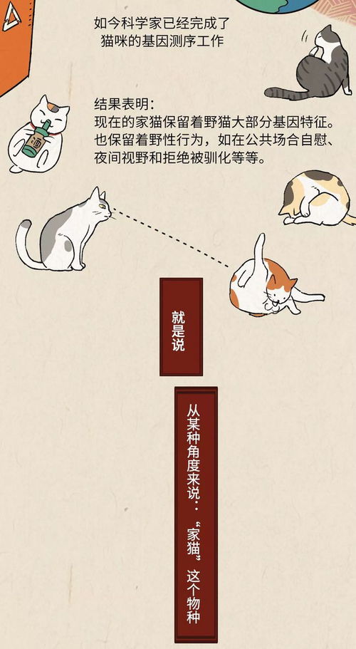 猫咪是一种狡诈的动物,跟着你就是为了混饭吃