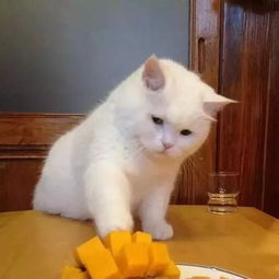  猫的世界,你不懂