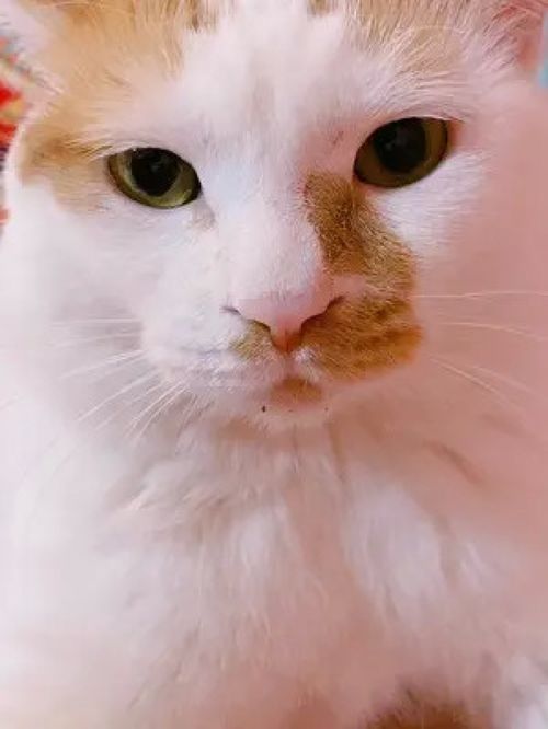  激萌动物家养宠物动物卖萌英国短毛猫
