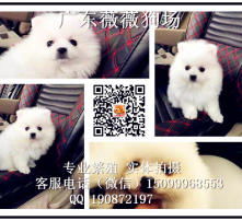  黄页88高清图片