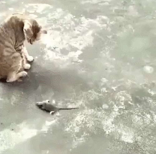  为了保命,老鼠在狸花猫面前打滚卖萌,猫你这样我很难下口