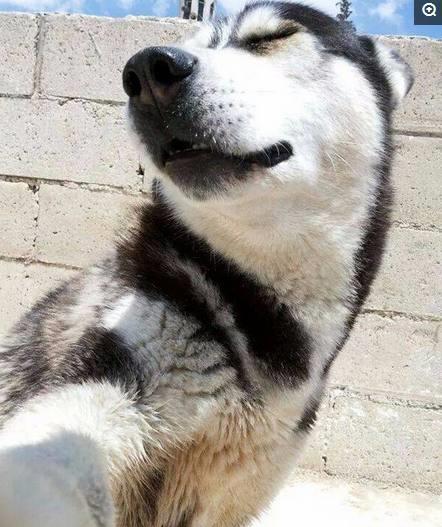  狗狗自拍也疯狂