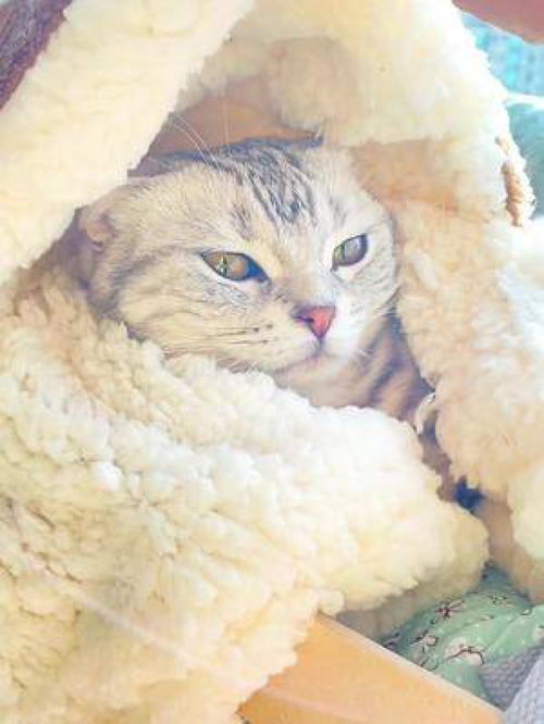 卡通猫卖萌头像宠物人