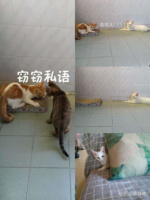  这里有猫,请看过来