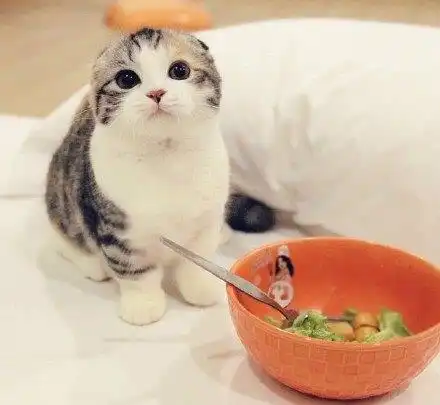  这俩猫一定是一个娘胎里出来的