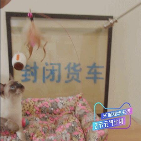  易烊千玺有几只猫分别叫什么