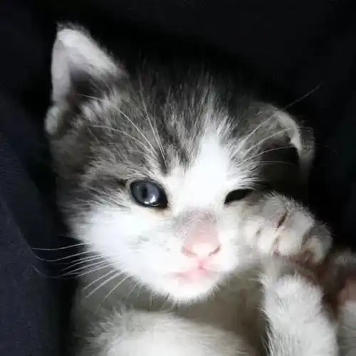  科普丨猫鼠同笼,大同世界,猫对老鼠忌了口