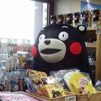 熊本熊头像不带字消息