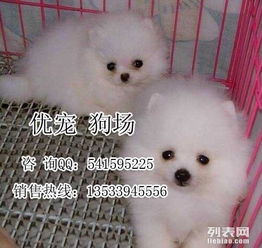  图广州哪里有卖博美犬博美宠物交易吧广州宠物狗