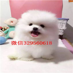  辽源哪里有卖纯种博美博美图片包纯种健康