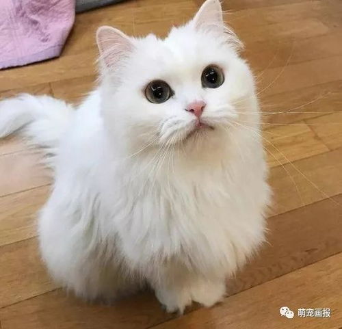 白猫图片头像女生