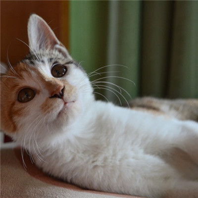  小猫咪头像,顽皮淘气的小猫咪图片