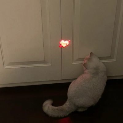  糖猫猫比心