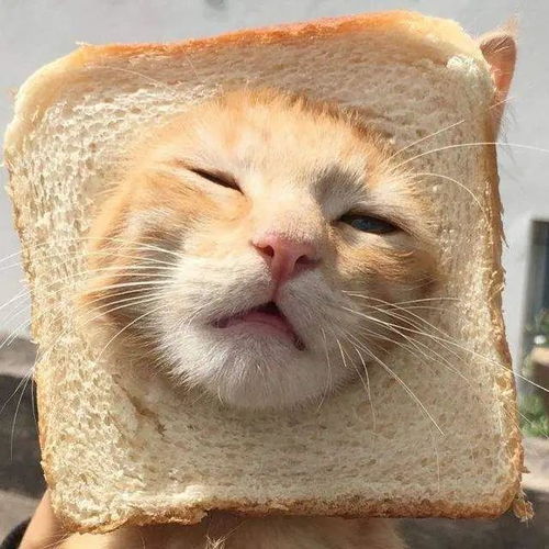  18张猫咪搞笑图片,看了让人想养猫