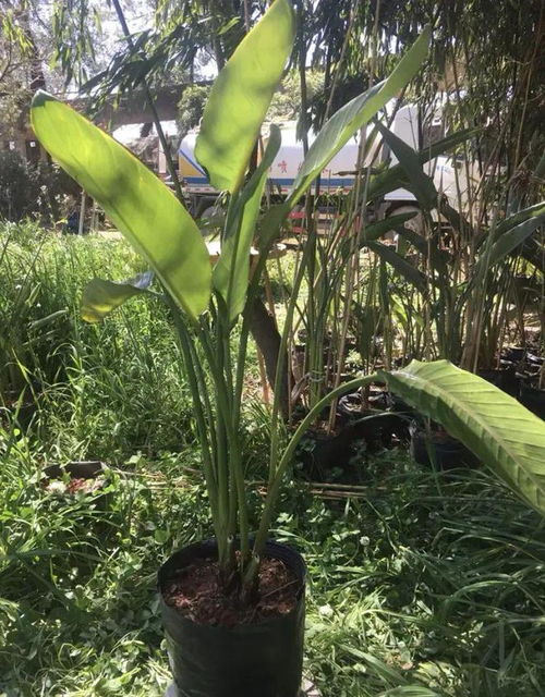  网红绿植鹤望兰,看起来大气,实际很挫败,谁买谁后悔植物散尾葵龟背竹网易订阅