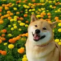  呆萌柴犬头像图片微信头像图片大全