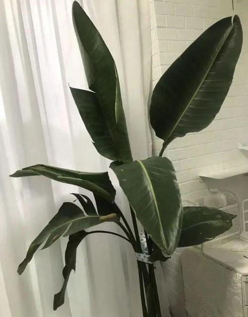  网红绿植鹤望兰,看起来大气,实际很挫败,谁买谁后悔植物散尾葵龟背竹网易订阅