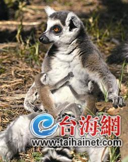  濒危环尾狐猴生了龙凤胎