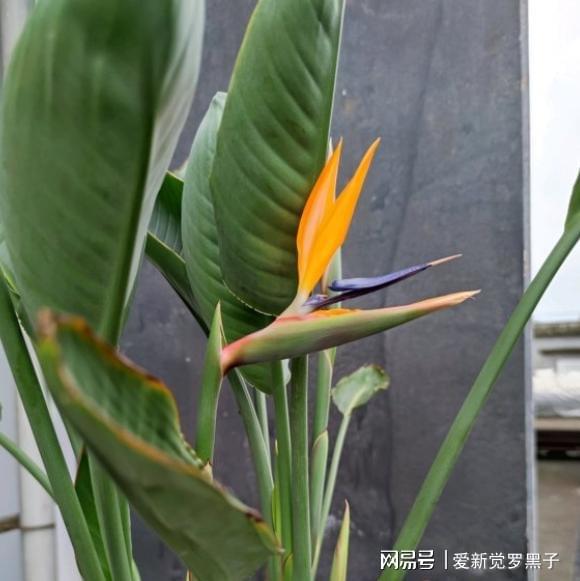  鹤望兰养了十年不开花,因为你被骗了,学会分辨当年就开花