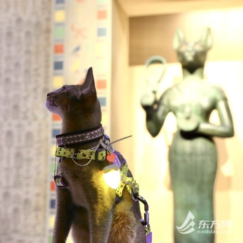  上海博物馆奇喵夜首度登场,200只社牛猫盛装出席