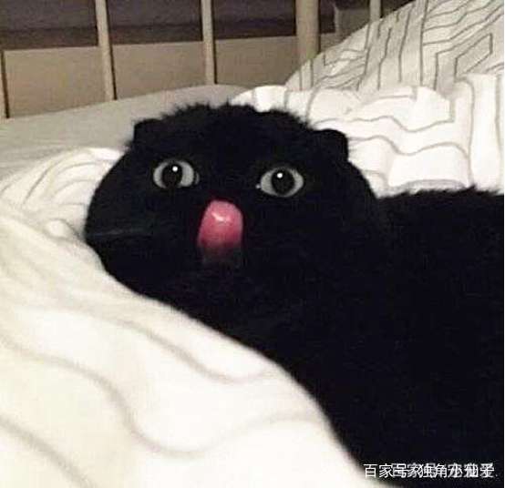  儿子这周美术作业得了0分,老师说他画的不是猫,这让母亲很生气