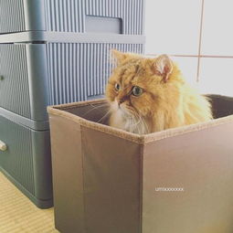  爱你就是要躺一起猫与人类妹妹的相亲相爱萌特辑