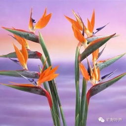  请问网友,这些都是什么花