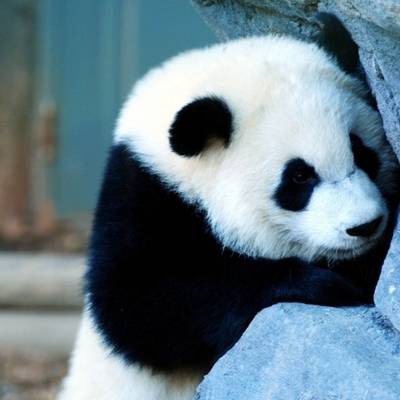  熊猫头像高清图片真实熊猫微信头像可爱清晰图片