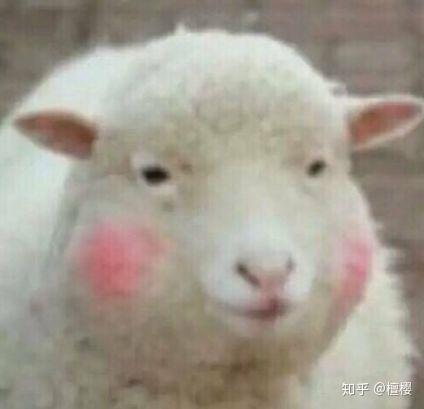 羊头像图片微信蒙古国