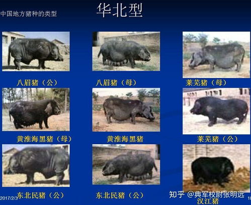  中国古代的猪都是黑色的吗