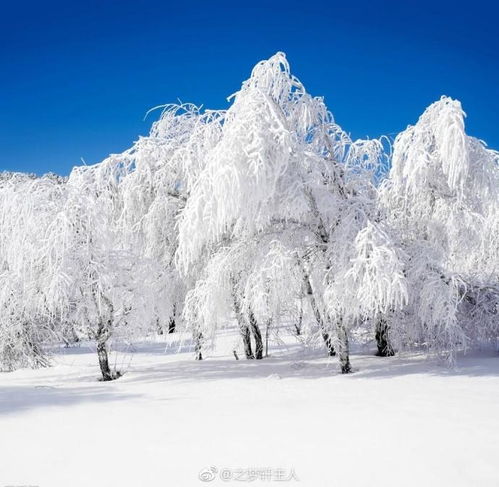 雪景头像高清雪画