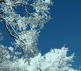  绝美的雪景专辑沈阳老王