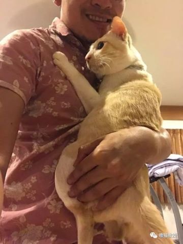  猫咪非常黏人,很喜欢被抱着,这粘人的小样,啧啧