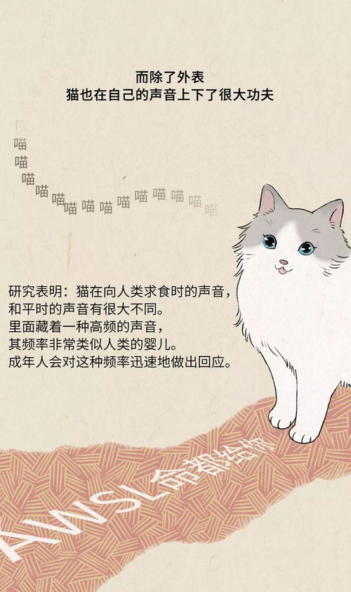  猫咪是一种狡诈的动物,跟着你就是为了混饭吃