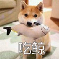  柴犬带字搞笑头像微信头像图片大全