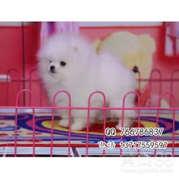  纯种博美犬价格英系博美犬多少钱纯种美系博美犬图片-黄页88网