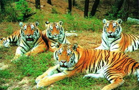 碧海拥雄关夏宫秦皇岛 碧海拥雄关夏宫秦皇岛