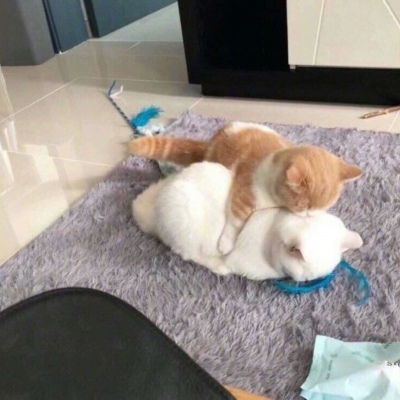 可爱又萌的小猫咪来了,动物搞笑情侣头像