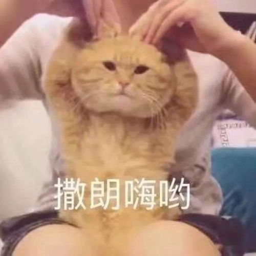  王思聪竟成了全网最佳前男友这波操作过于优秀哈哈哈