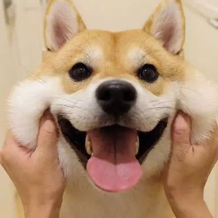  快乐单身狗