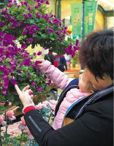  元旦春节将至,东莞人去哪儿玩亲子游路线火了