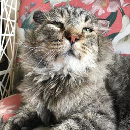  这只险些被安乐的猫咪让我们知道,幸福会迟到但永远不会缺席