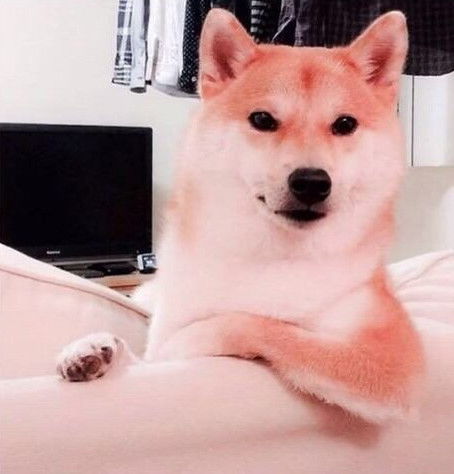 柴犬戴帽子搞怪头像