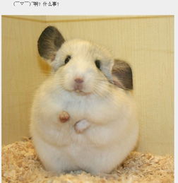  中元宝大人,真身