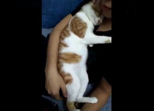  猫咪偎依在帅哥怀里,像对小情侣,网友亲它,抱紧