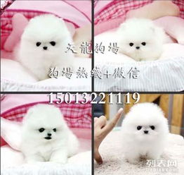  哈多利版球体博美幼犬专业繁殖哈多博美犬纯种哈多利球体博美