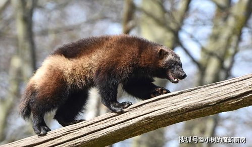  狼獾猪獾狗獾,这些动物你都能分得清吗