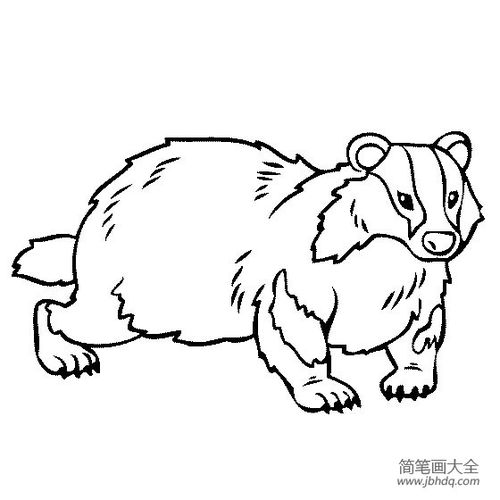 动物简笔画头像图片野生